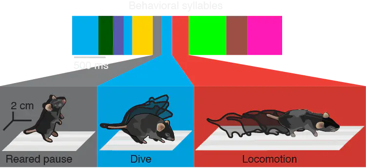 Schematic of syllables. Each unique color is a different syllable MoSeq has identified.